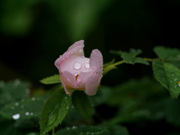 Cultiver un potager d'été pour une alimentation saine et savoureuse